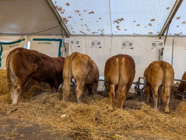 France, 27 September 2024 : Cows Feeding Inside a Tent at Agricultural Exhibition Event clipart