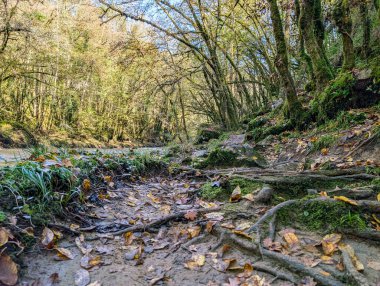 Fransa, 01 Kasım 2024: Düşen Yapraklar ve Ağaç Kökleriyle Kaplanmış Orman Yolu