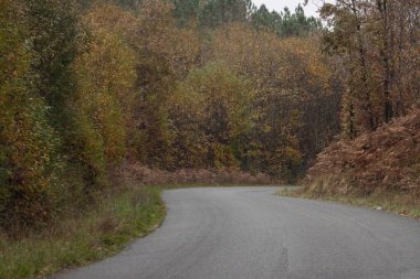 Winding Road through Autumn Forest in Dordogne France Rainy Day clipart