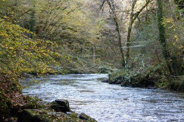 Serene Woodland Nehri Dordogne 'un bereketli sonbahar manzarasından akıyor