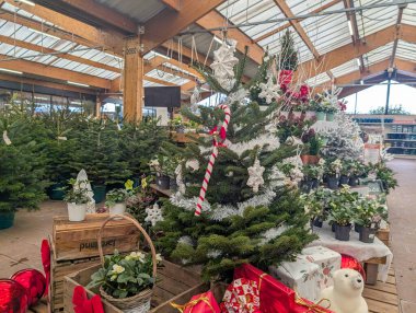 France, 01 December 2024 : Christmas tree display in garden center with festive decorations clipart