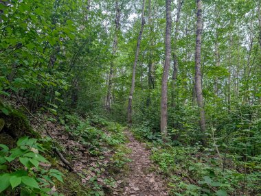 Quebec, Kanada, 13 Temmuz 2025: Etrafı yemyeşil ağaçlar ve yapraklarla çevrili dolambaçlı orman patikası