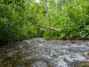 Quebec, Kanada, 19 Temmuz 2025: Asılan dallar ve canlı yeşillikler altında açık orman akıntısı