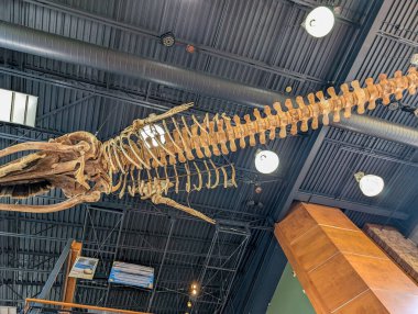 Kanada, 09 Ağustos 2025: Müzenin tavanına asılı parlak ışıklarla çevrili balina iskeleti