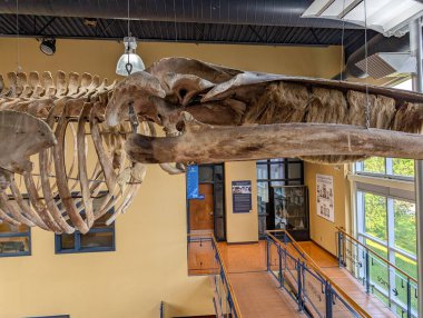 Kanada, 09 Ağustos 2025: Parlak doğa tarihi müzesinde askıya alınmış balina iskeleti