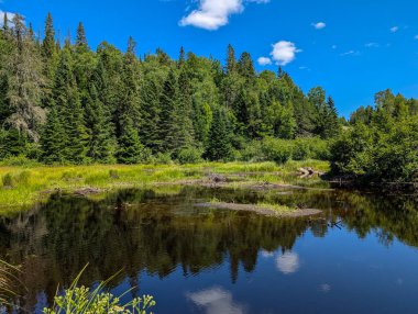 Kanada, 06 Ağustos 2025: Sakin yaz ormanı mavi gökyüzü altındaki sakin gölete yansıyor