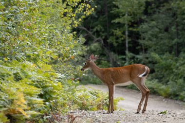 Kanada, 09 Eylül 2025: Meraklı geyik yemyeşil orman yolunun yanında sessizce duruyor