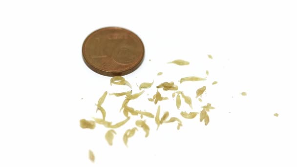 Dipylidium Caninum Izolované Bílém Pozadí Euromince Pro Srovnání Velikosti Dipylidium — Stock video