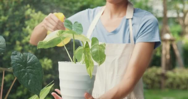 クローズアップ明るい幸せなアジアの女の子は居心地の良い家庭菜園で彼女の手の散水植物にエプロンホールドポットを身に着けています 水噴霧を使用して植物に優しく水をやる 宿題を作る 家庭生活の概念 — ストック動画