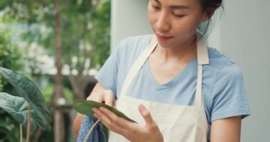 Neşeli mutlu Asyalı kız önlük takıyor bitki yaprağı kullanıyor kumaş kullanıyor ev bahçesindeki tencerede yaprakları yıkıyor. Bahçecilik ev ödevi ev ödevi konsepti. Bitkilerle ilgilenme konsepti..