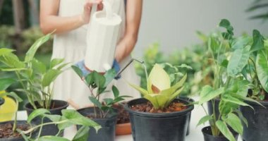 Neşeli mutlu Asyalı kız rahat ev bahçesinde saksıda önlük suyu bitkileri giyiyor. Asyalı kadın çiçekleri sulayarak, bahçeyle ilgilenerek ev ödevi yaparak sulıyor..