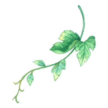 Üzüm suluboya elementi meyve elle boyanmış