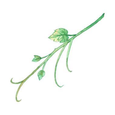 Üzüm suluboya elementi meyve elle boyanmış