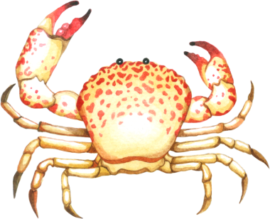 Deniz altı Hayvanları suluboya