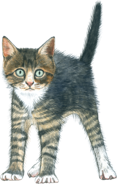 Kedi sever suluboya tapılası hayvan