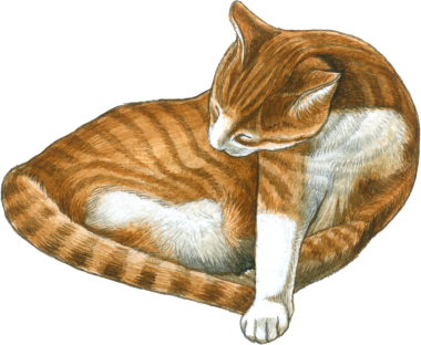 Kedi sever suluboya tapılası hayvan