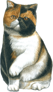 Kedi sever suluboya tapılası hayvan