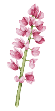 Çiçek elementi suluboya düğün çiçeği