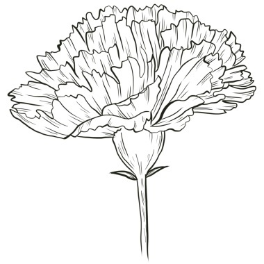 Carnation flower line art