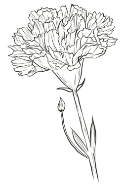 Carnation flower line art