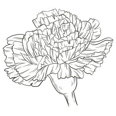 Carnation flower line art