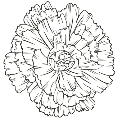 Carnation flower line art