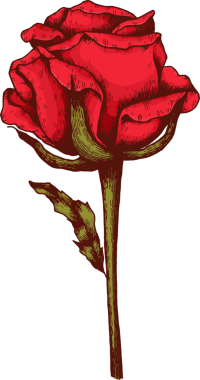 El çizimi çiçek ve yaprak