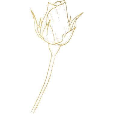 Altın çizgili Gül Çiçeği