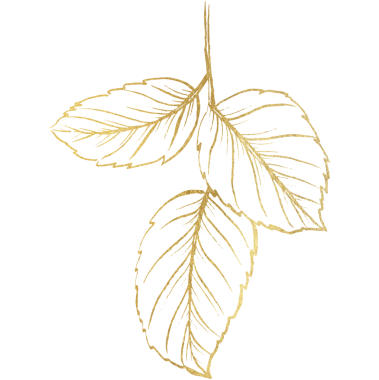 Altın çizgili Gül Çiçeği