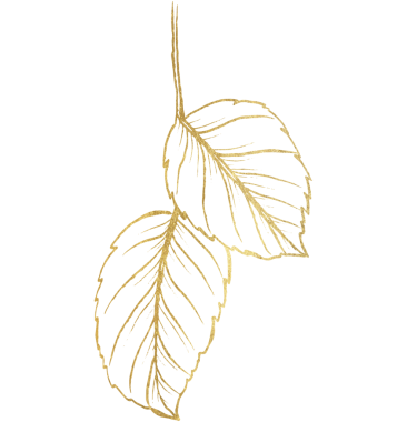 Altın çizgili Gül Çiçeği