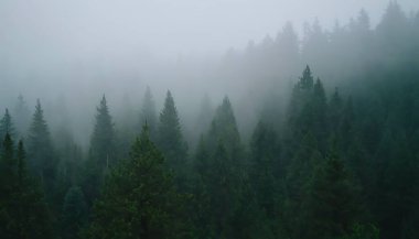 Ormanın güzel manzarası