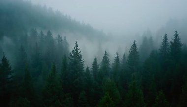 Dağlardaki güzel orman