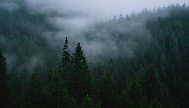 Ormanın güzel manzarası