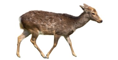 Beyaz arka planda duran Arap ceylanı (Gazella arabica). Beyaz bir arka planda zarif duran küçük bir Arap ceylanın yan görünüşü, çöl yaban hayatı ve koruma için mükemmel.