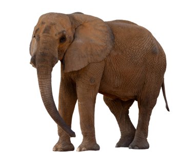 Genç bir Afrika fili uzaklaşıyor, beyaz bir arka planda izole edilmiş, vahşi yaşamı koruma ve safari için harika.