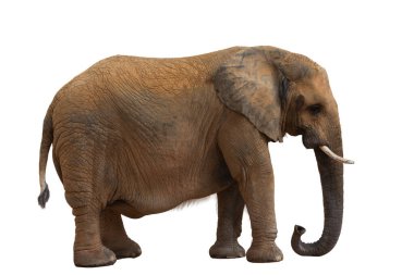 Genç bir Afrika fili uzaklaşıyor, beyaz bir arka planda izole edilmiş, vahşi yaşamı koruma ve safari için harika.