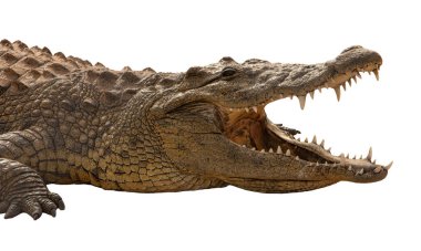 Nil Timsahı (Crocodylus niloticus) Africas Apex Predator (Nil Timsahı) dünyanın en büyük ve en güçlü sürüngenlerinden biridir..