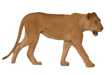 Beyaz arka planda dişi aslan (Panthera leo). Beyaz bir arka planda izole edilmiş dişi aslan. Afrika vahşi yaşamı, yırtıcı hayvan ve kedi temalı büyük projeler için mükemmel..