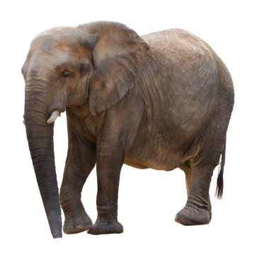 Genç bir Afrika fili uzaklaşıyor, beyaz bir arka planda izole edilmiş, vahşi yaşamı koruma ve safari için harika.