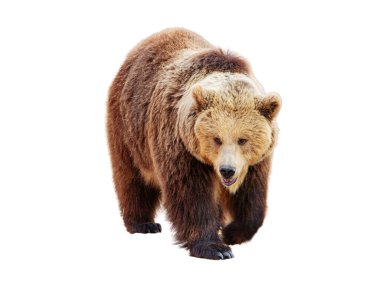 Orta basamaktaki bir boz ayının yan profili, beyaz arka planda izole edilmiş, doğa, vahşi yaşam ve eğitim tasarımları için ideal..