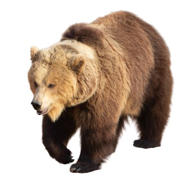 Orta basamaktaki bir boz ayının yan profili, beyaz arka planda izole edilmiş, doğa, vahşi yaşam ve eğitim tasarımları için ideal..