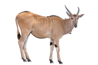 Sıradan bir antilop (Taurotragus antilobu) doğal çimenlik bir çevrede durur..