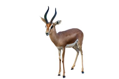 Beyaz zemin üzerinde duran Arap ceylanı (Gazella arabica)
