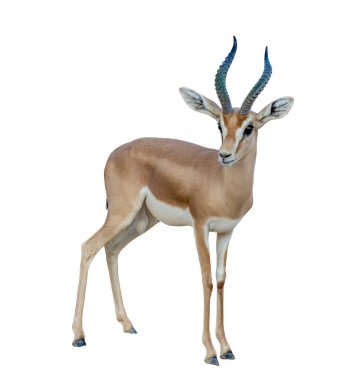 Beyaz zemin üzerinde duran Arap ceylanı (Gazella arabica)