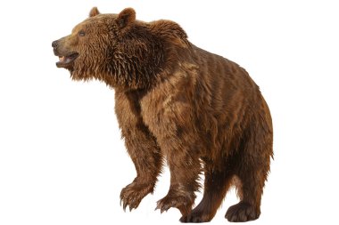 Orta basamaktaki bir boz ayının yan profili, beyaz arka planda izole edilmiş, doğa, vahşi yaşam ve eğitim tasarımları için ideal..