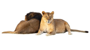 Aslan ve Aslan (Panthera leo) beyaz arka planda. Beyaz bir arka planda izole edilmiş dişi aslan. Afrika vahşi yaşamı, yırtıcı hayvan ve kedi temalı büyük projeler için mükemmel..