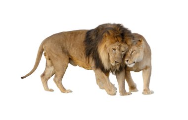 Aslan ve Aslan (Panthera leo) beyaz arka planda. Beyaz bir arka planda izole edilmiş dişi aslan. Afrika vahşi yaşamı, yırtıcı hayvan ve kedi temalı büyük projeler için mükemmel..