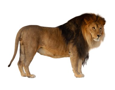 Beyaz arka planda aslan (Panthera leo). Beyaz bir arka planda izole edilmiş dişi aslan. Afrika vahşi yaşamı, yırtıcı hayvan ve kedi temalı büyük projeler için mükemmel..