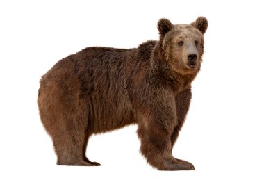 Kahverengi Ayı (Ursus arktos) beyaz arkaplanda izole edildi