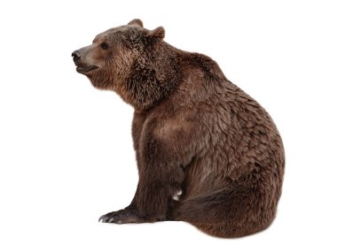 Kahverengi Ayı (Ursus arktos) beyaz arkaplanda izole edildi